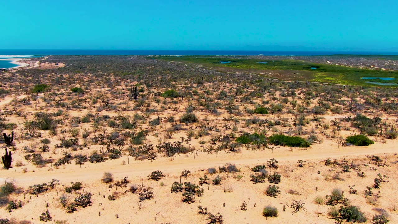 San Carlos aerial view with a cactus cluster right of center, sandy scrubland in the foreground, green wetland and small blue pools behind it, beach at left, ocean horizon, and no visible people.