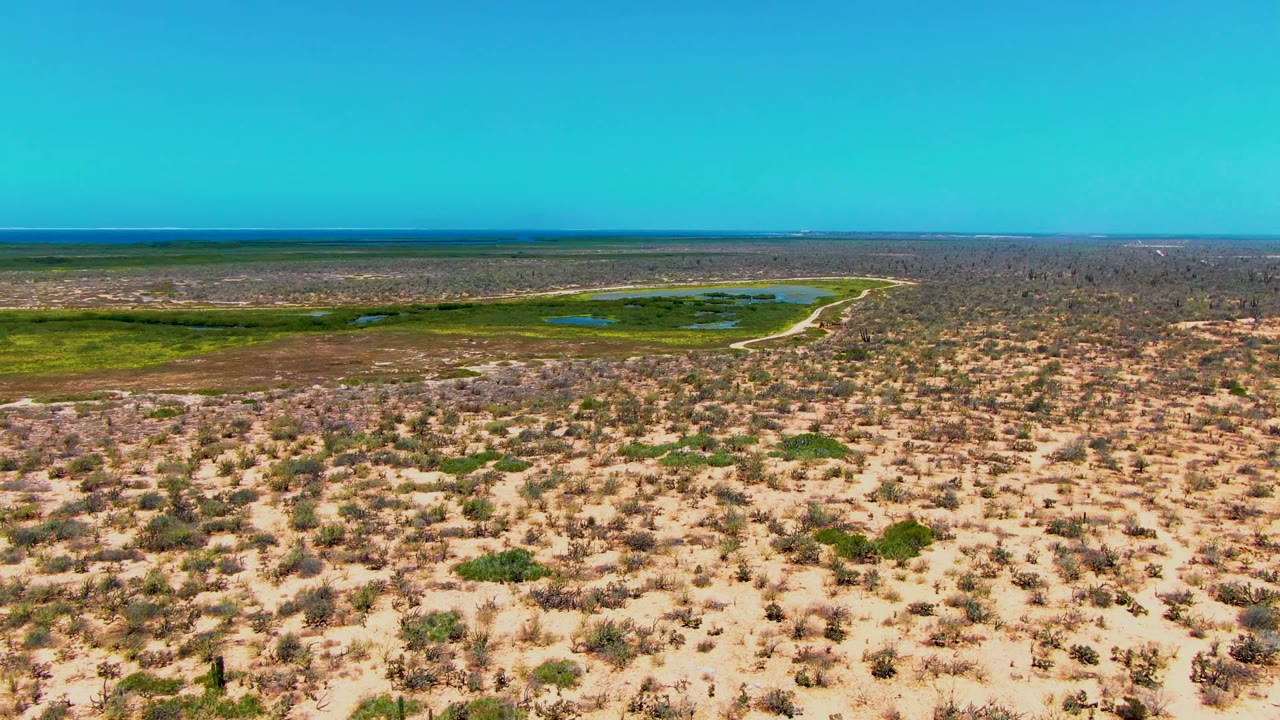 Wide aerial frame over San Carlos, Baja California Sur, showing sandy desert scrub in front, green wetland patches and small water pools beyond, a flat horizon, and no visible people.