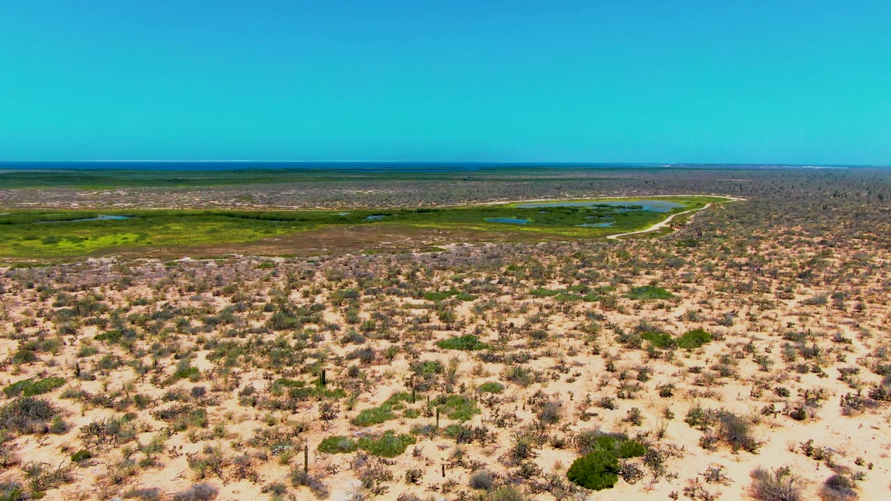 Wide aerial frame over San Carlos, Baja California Sur showing sandy desert scrub in front, a green wetland and small water patches beyond it, a flat distant waterline, clear blue sky, and no visible people.