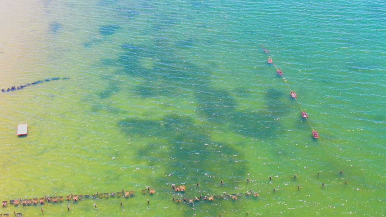 Aerial frame from San Carlos, Baja California Sur showing fewer swimmers across the lower edge, a broad field of green water, mottled darker areas beneath the surface, sandy shallows at left, and red buoys on the right.
