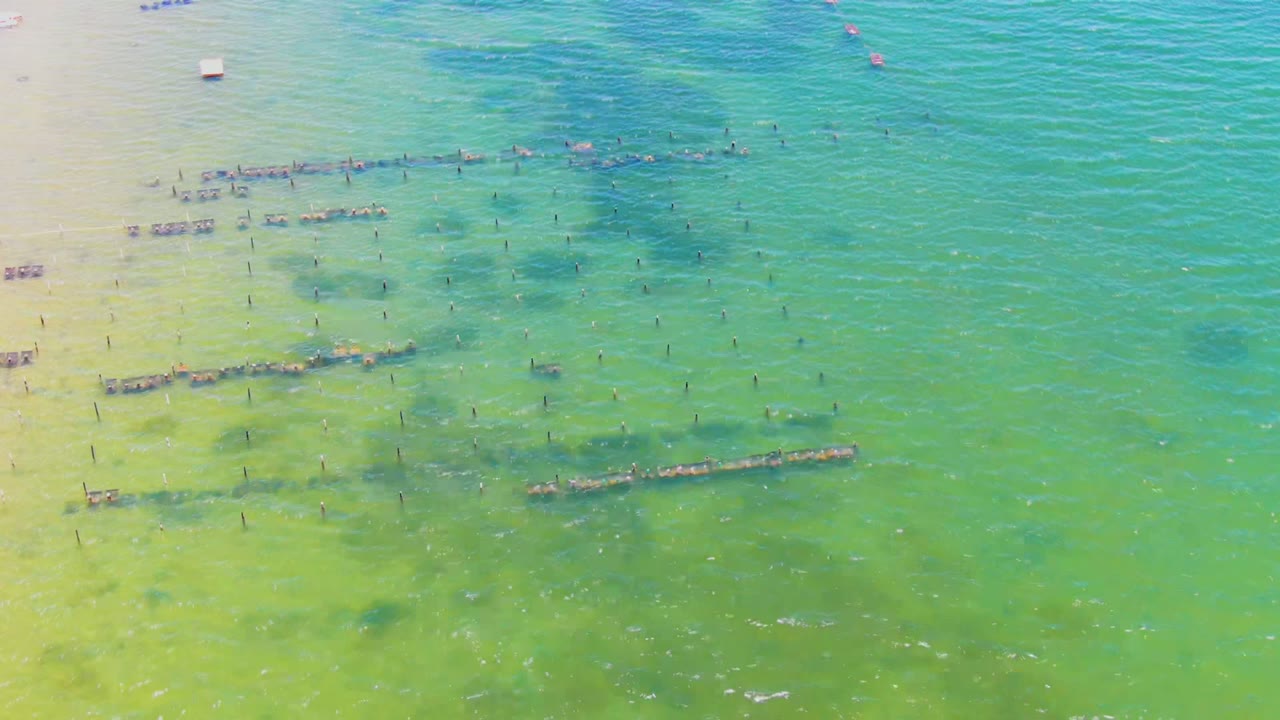 Aerial frame over San Carlos, Baja California Sur showing green shallow water, rows of floating aquaculture structures, scattered poles, dark underwater patches, and no visible people.