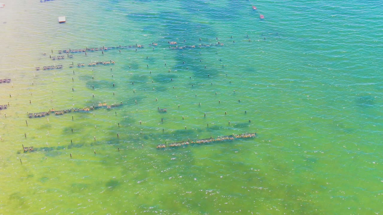 Floating farm rows and poles seen from above in clear water.