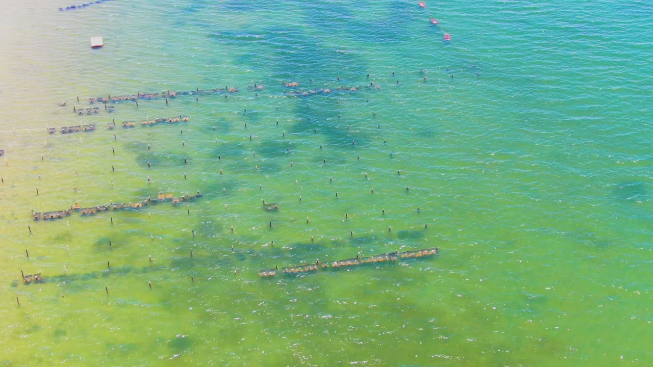 Aerial view over San Carlos, Baja California Sur showing aquaculture rows extending from the left toward the center, scattered poles in clear green water, darker submerged areas, and no visible people.