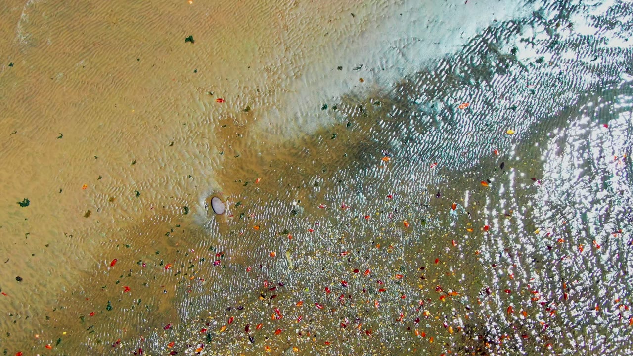 Top-down aerial frame over a San Carlos, Baja California Sur beach shows rippled wet sand, shallow reflective water, scattered colorful debris, and no visible people.