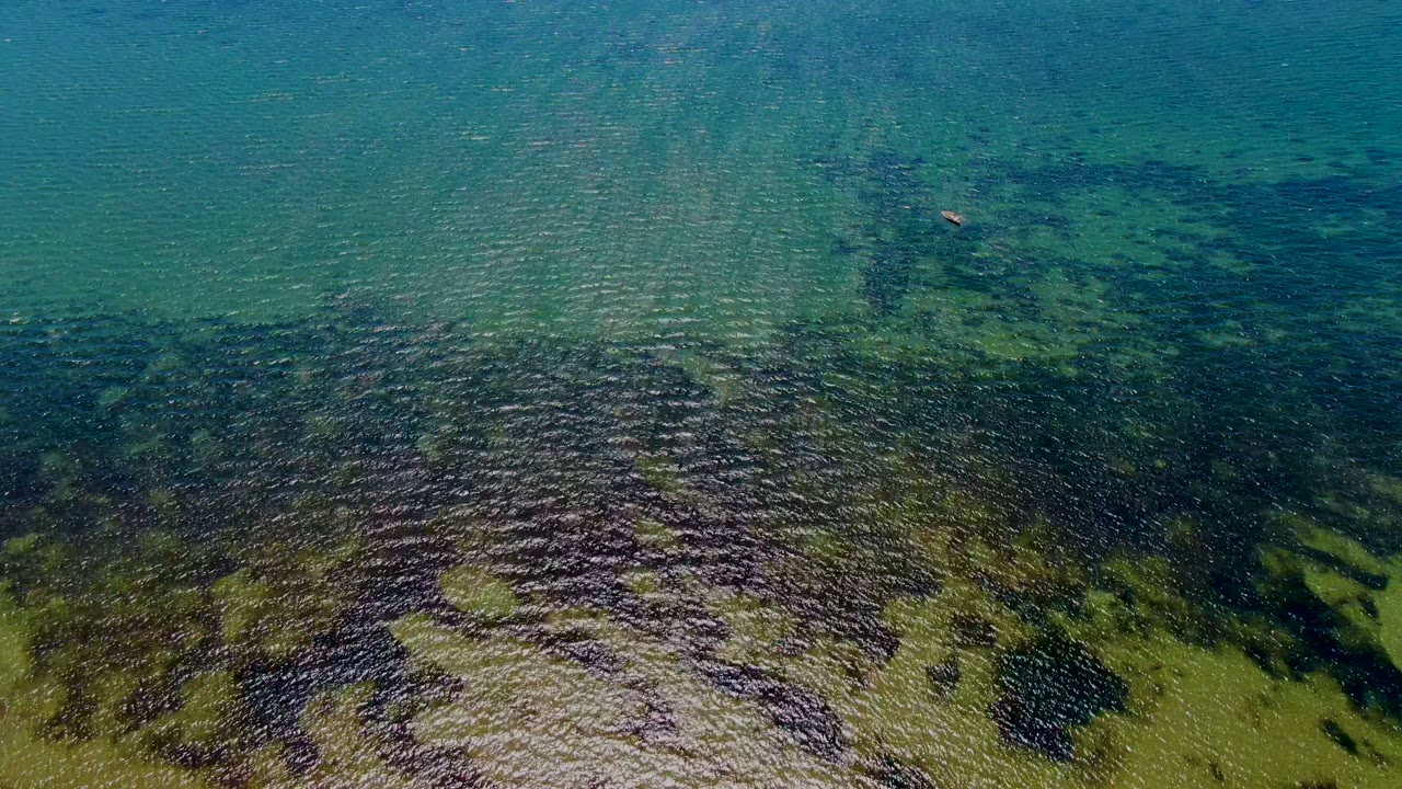 Top-down San Carlos coastal water frame with turquoise upper water, dark seaweed massing across the lower half, lighter green seabed openings, and no visible people.