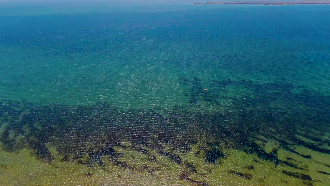 Opening view over San Carlos, Baja California Sur shallow water, with blue-green ripples, dark marine vegetation, lighter sand, a thin distant shoreline, and no visible people.