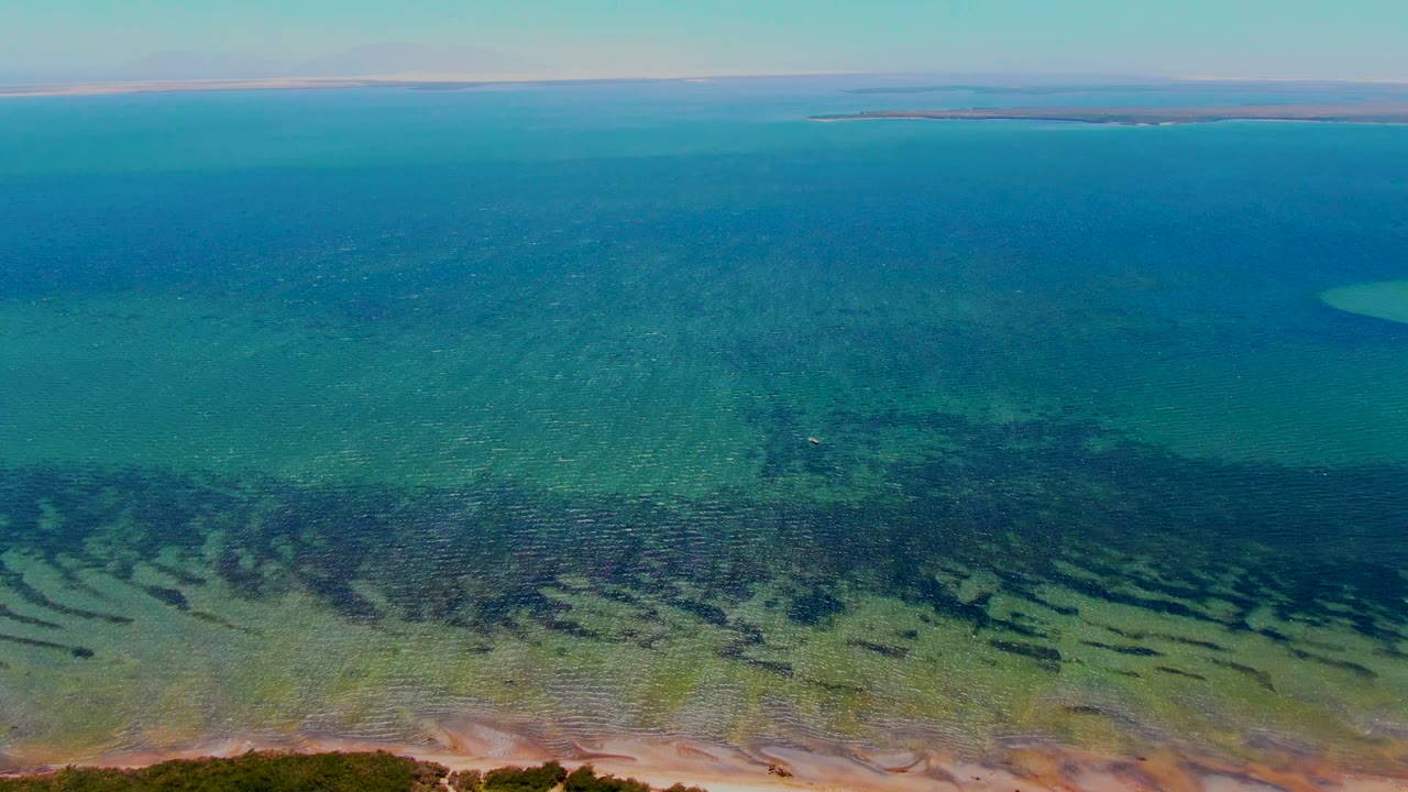 Wide aerial frame over San Carlos coastal water with the beach reduced to a thin lower strip, dark seagrass patterns visible through the shallows, blue water across the center, and low distant land beyond the horizon line.