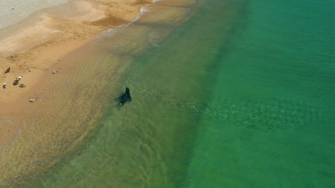 Aerial frame from Los Frailes Los Cabos showing a person in shallow green-turquoise water near the sandy shoreline, with a few seagulls on the beach.