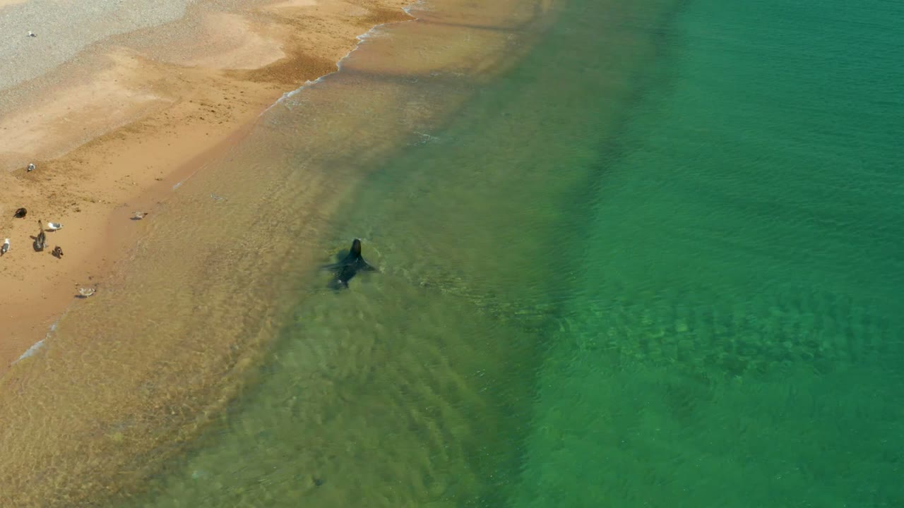 Person wading near the edge of a sandy beach in clear green coastal water.