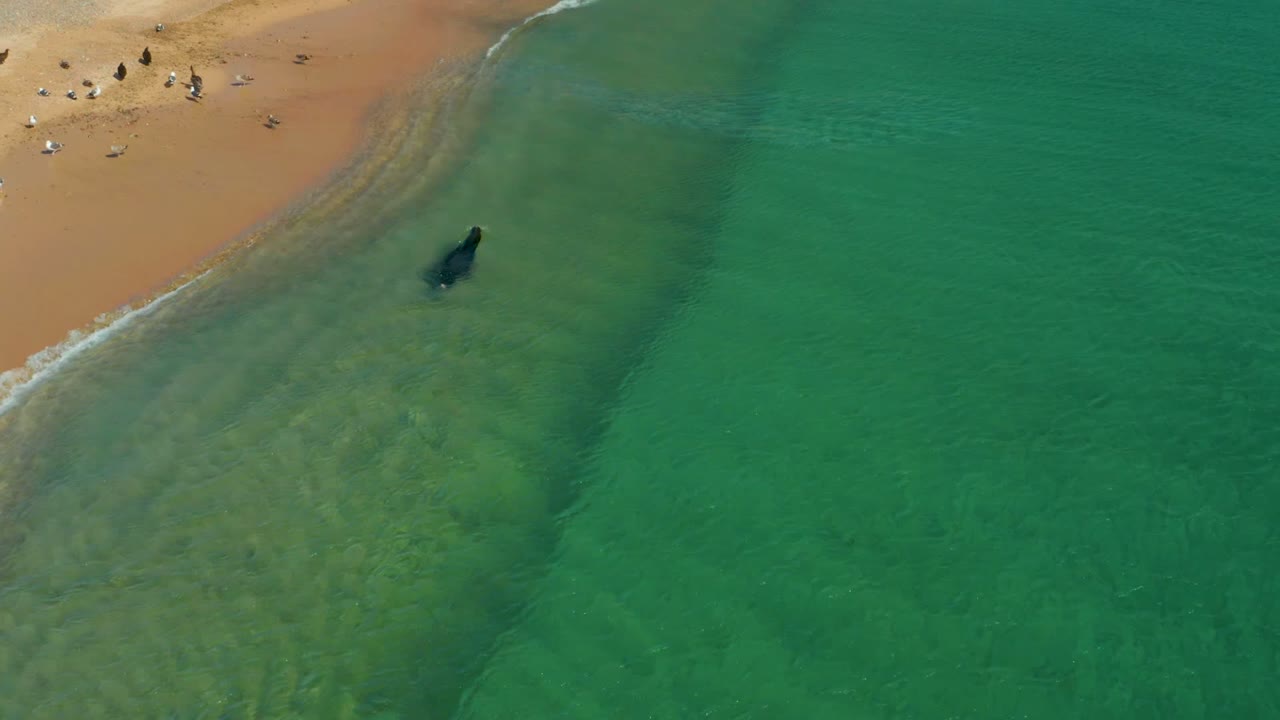 Overhead frame from Los Frailes, Los Cabos showing a swimmer in shallow green water near the sandy shoreline, with small distant beachgoers on the sand.