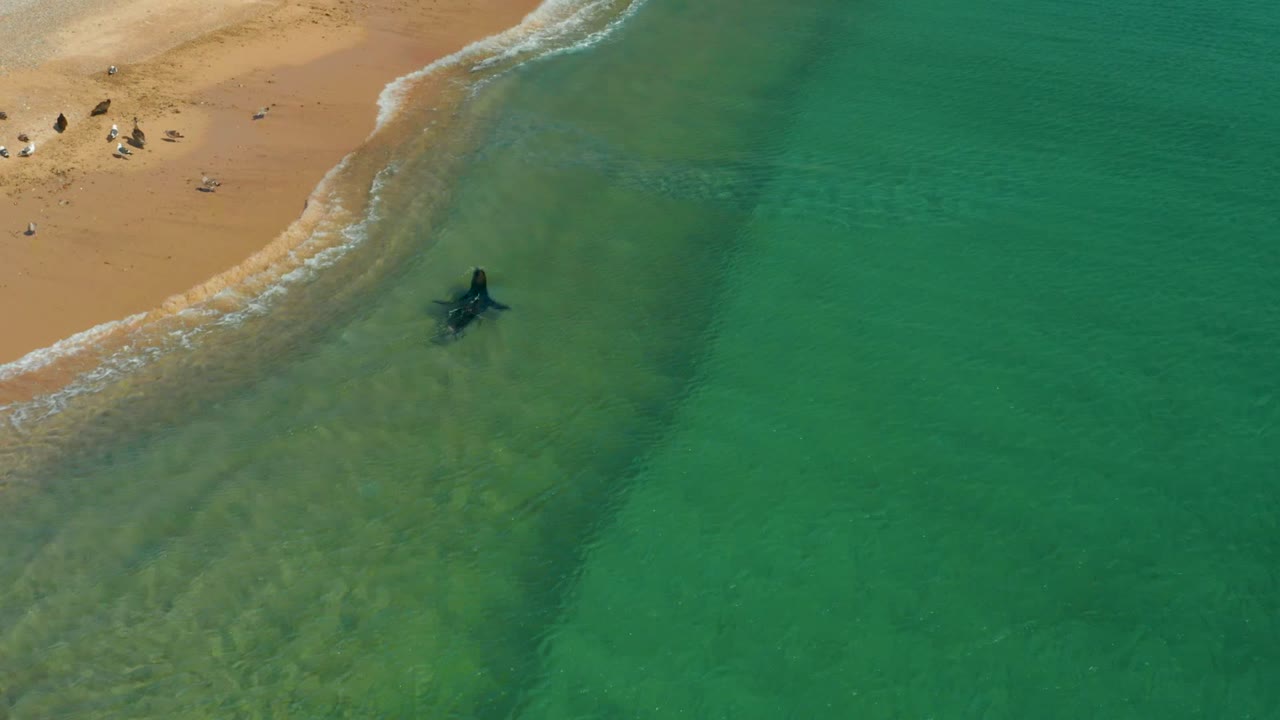 Aerial frame at Los Frailes with the swimmer near the upper-left shoreline zone, turquoise water filling most of the view, and small distant figures on the sand.
