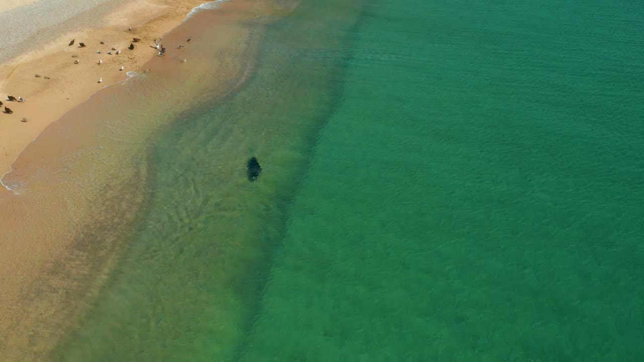 Swimmer moving through clear green water beside the beach.