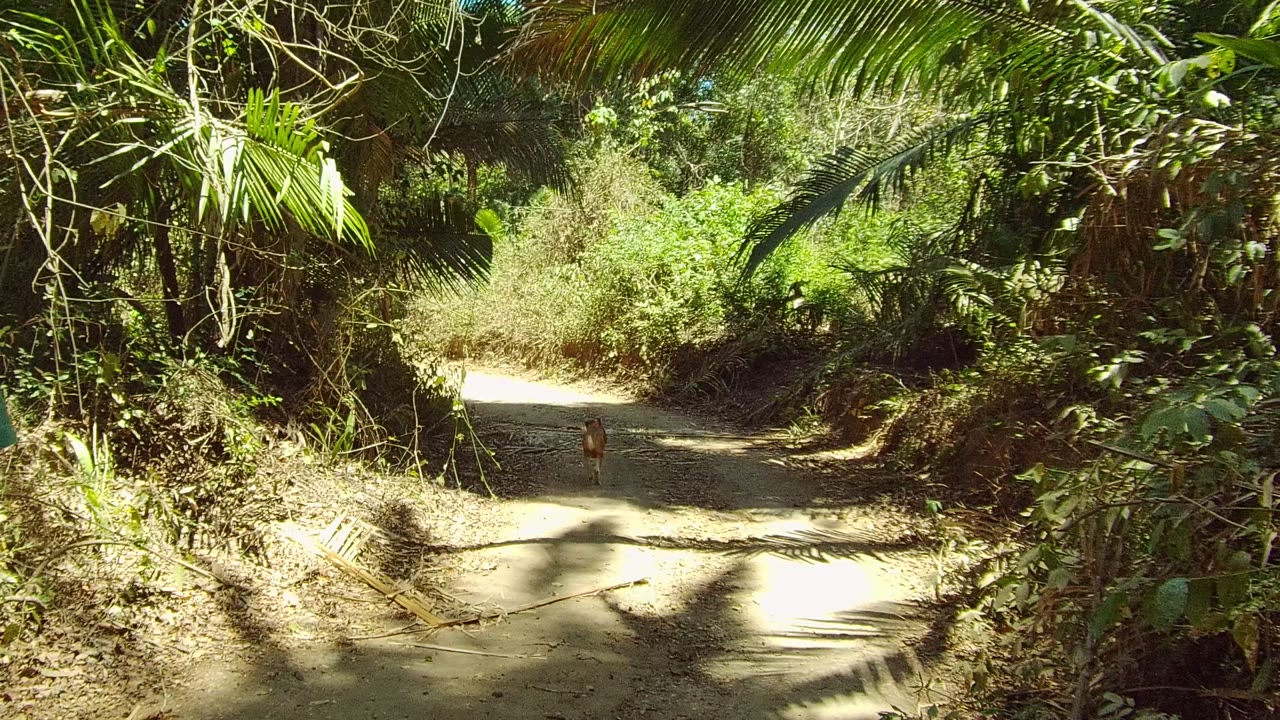A small animal stands on the pale dirt trail in San Pancho, Mexico, surrounded by dense green vegetation and sharp sunlight, with no visible people in this opening frame.