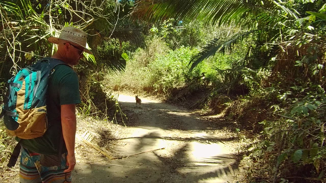 Hiker with backpack and hat near the right edge of a forest trail.