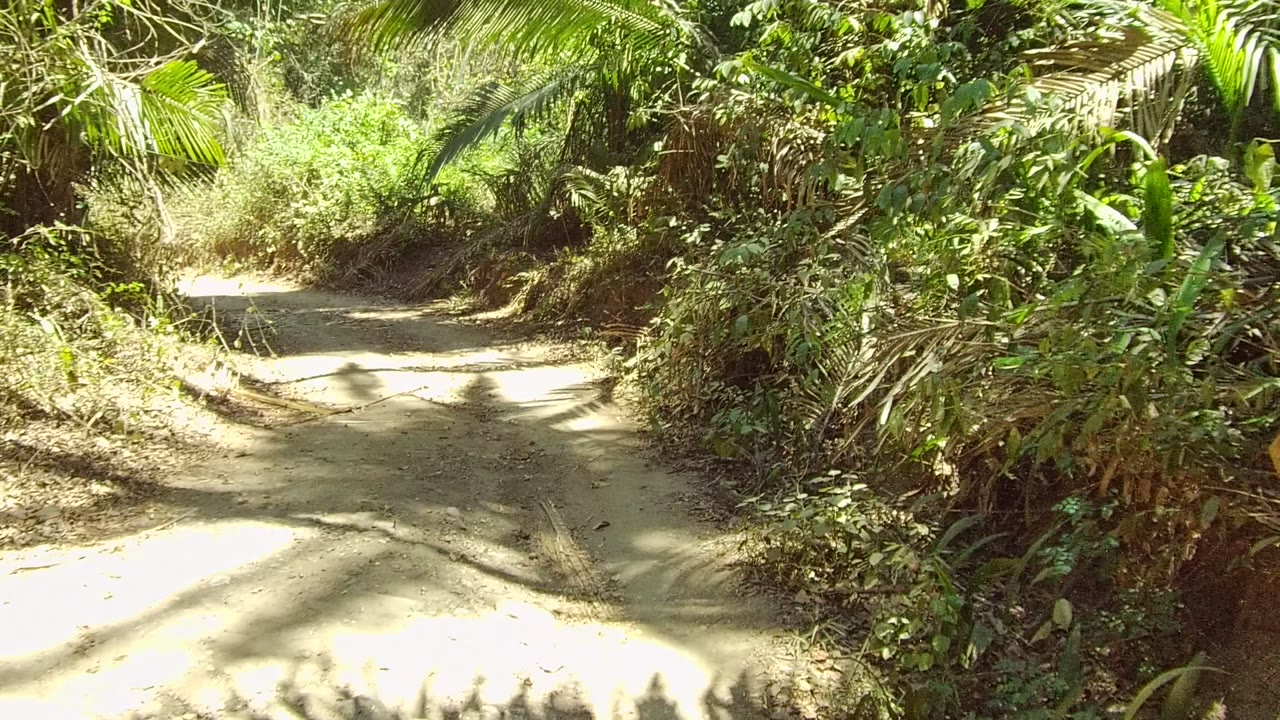A dirt path curves through dense tropical foliage in San Pancho, Nayarit, Mexico, with bright sun and shadow patches across the ground and no visible people.