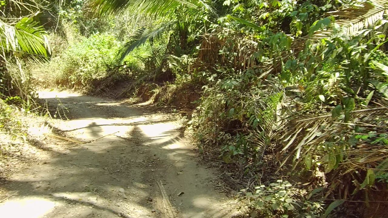 Curving dirt trail bordered by palm fronds and brush.