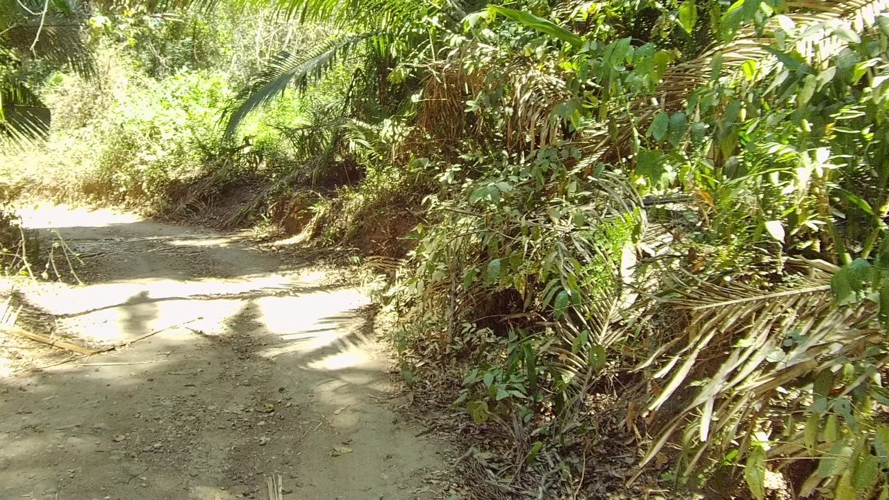 A bright section of dirt path runs through dense green vegetation in San Pancho, Nayarit, Mexico, with dark foliage framing the right side and no visible people.