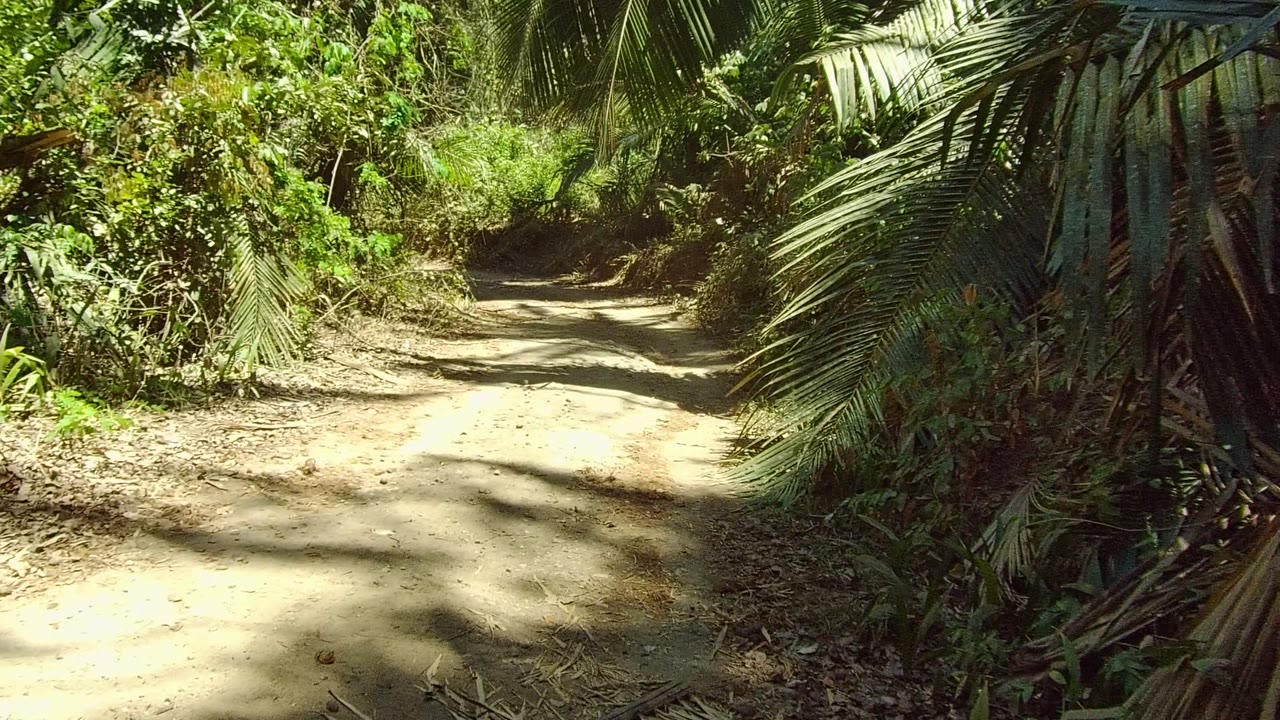 Sandy dirt path in San Pancho, Nayarit, Mexico, curving through dense tropical vegetation with palm fronds at right and no visible people.