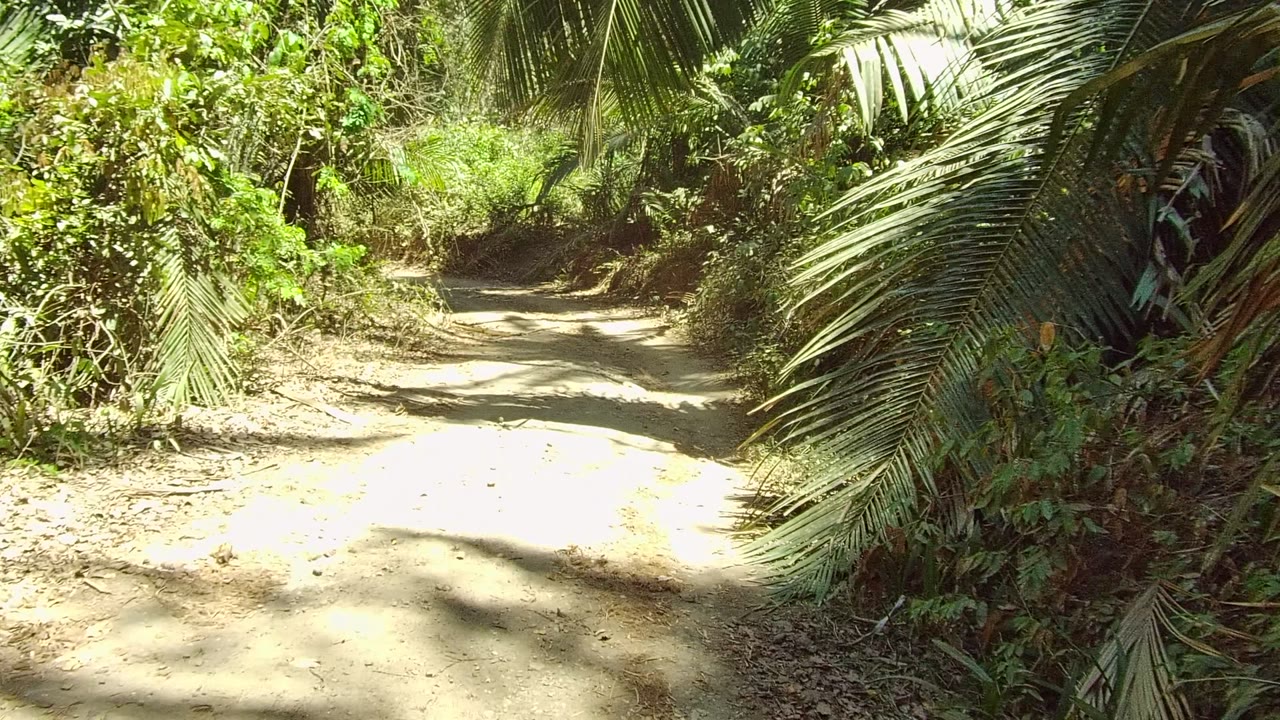 Narrow forest path with bright sunlight and palms along the edge.