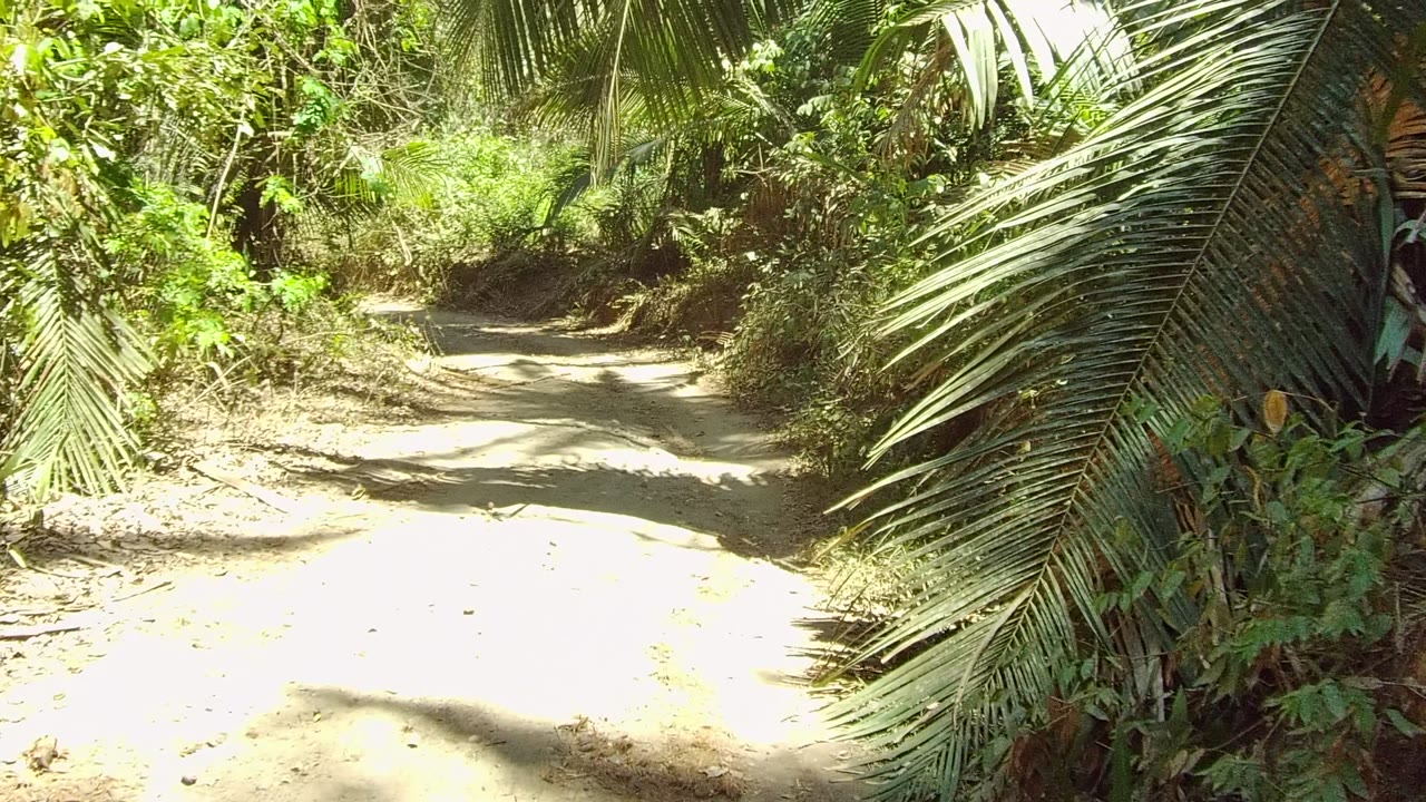 Curving dirt path in San Pancho, Nayarit, Mexico, with dense foliage on both sides and a large palm frond framing the right foreground, with no visible people.
