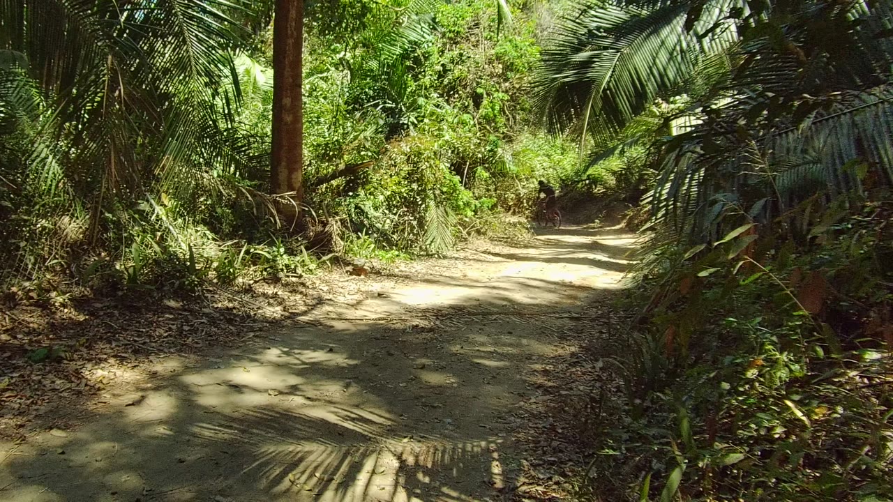 A sandy dirt path in San Pancho, Nayarit, Mexico runs between thick green foliage and palm fronds, with dappled sunlight on the ground and no visible people.