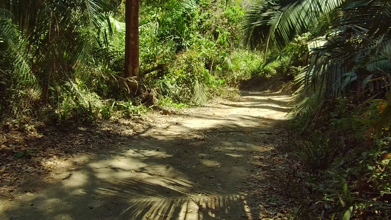 Curving sandy trail bordered by palm fronds and trees