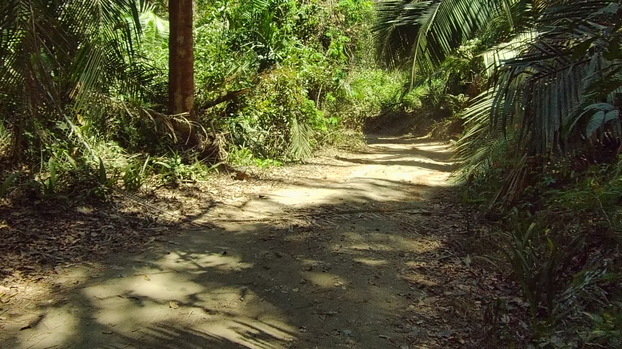 A bright section of the San Pancho dirt trail leads into dense greenery, with dark palm leaves at the sides, taller trees behind, and no visible people.