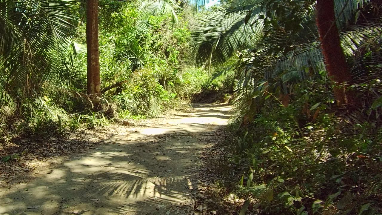A pale dirt path curves through dense green vegetation in San Pancho, Nayarit, Mexico, with dappled sunlight on the ground and no visible people.