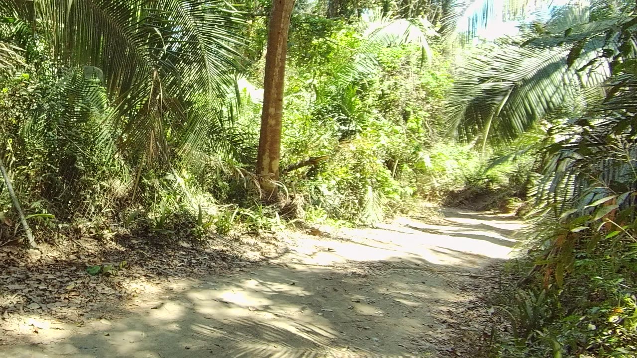 Cyclist entering from the right edge of a forest trail.