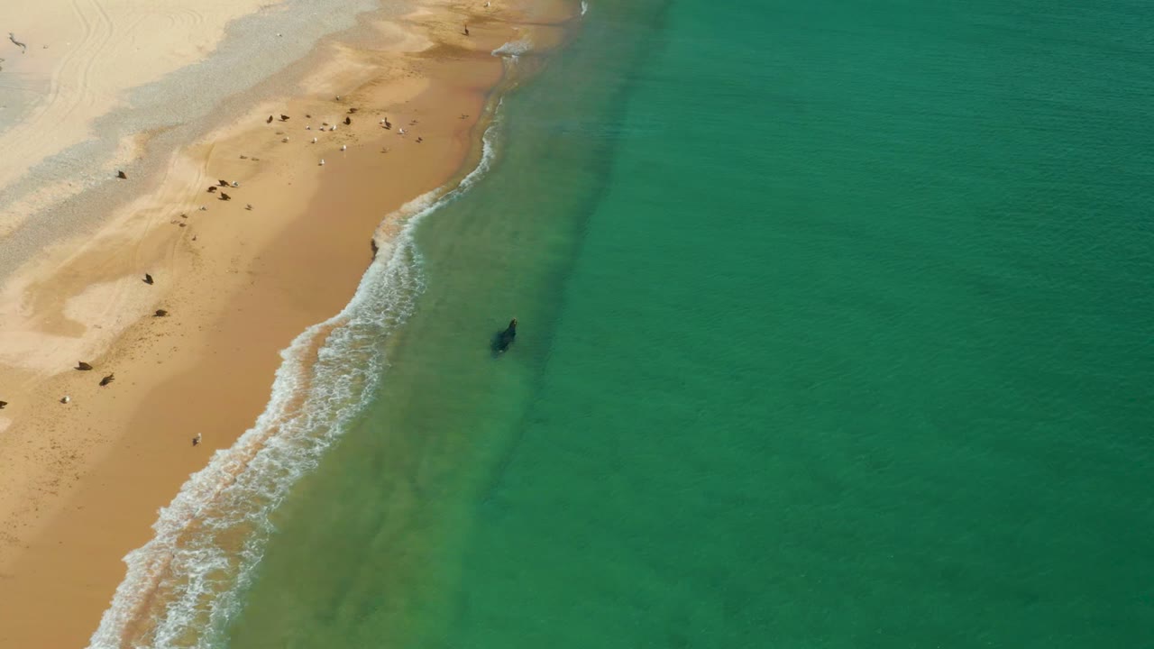 Aerial frame from Los Frailes, Los Cabos where the shoreline runs diagonally across the frame, foam curls onto the sand, and a person is visible offshore in shallow water.