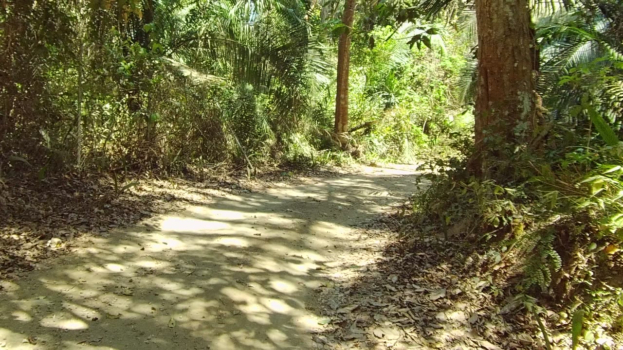 A dirt path in San Pancho, Nayarit, Mexico curves through dense trees and underbrush with dappled sunlight on the ground and no visible people.