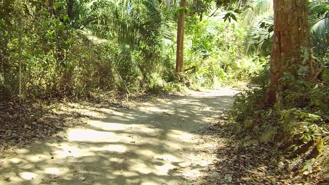 Sunlit dirt trail bordered by trees and underbrush
