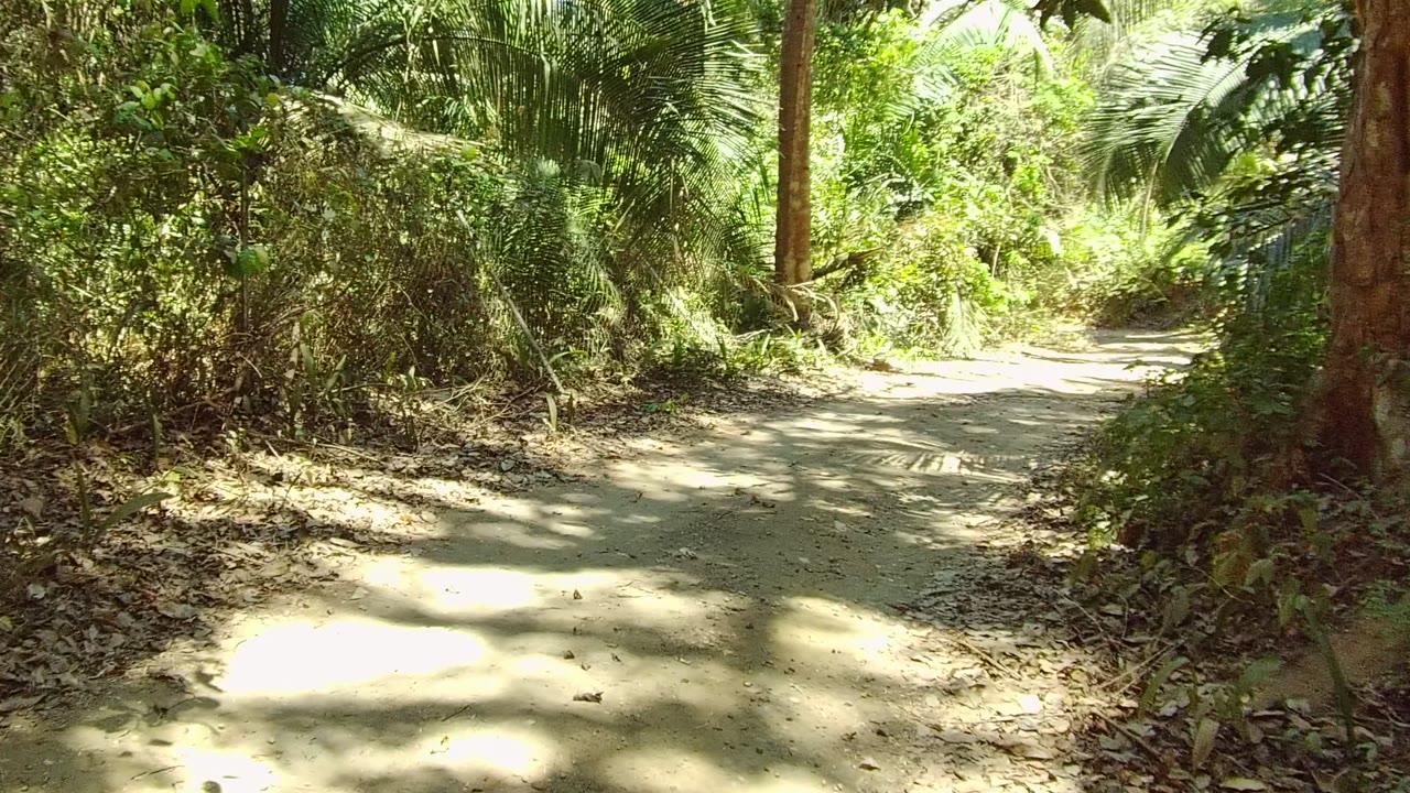 A pale dirt path curves toward brighter greenery in San Pancho, with tall trees, layered shrubs, dry leaves along the edges, and no visible people.