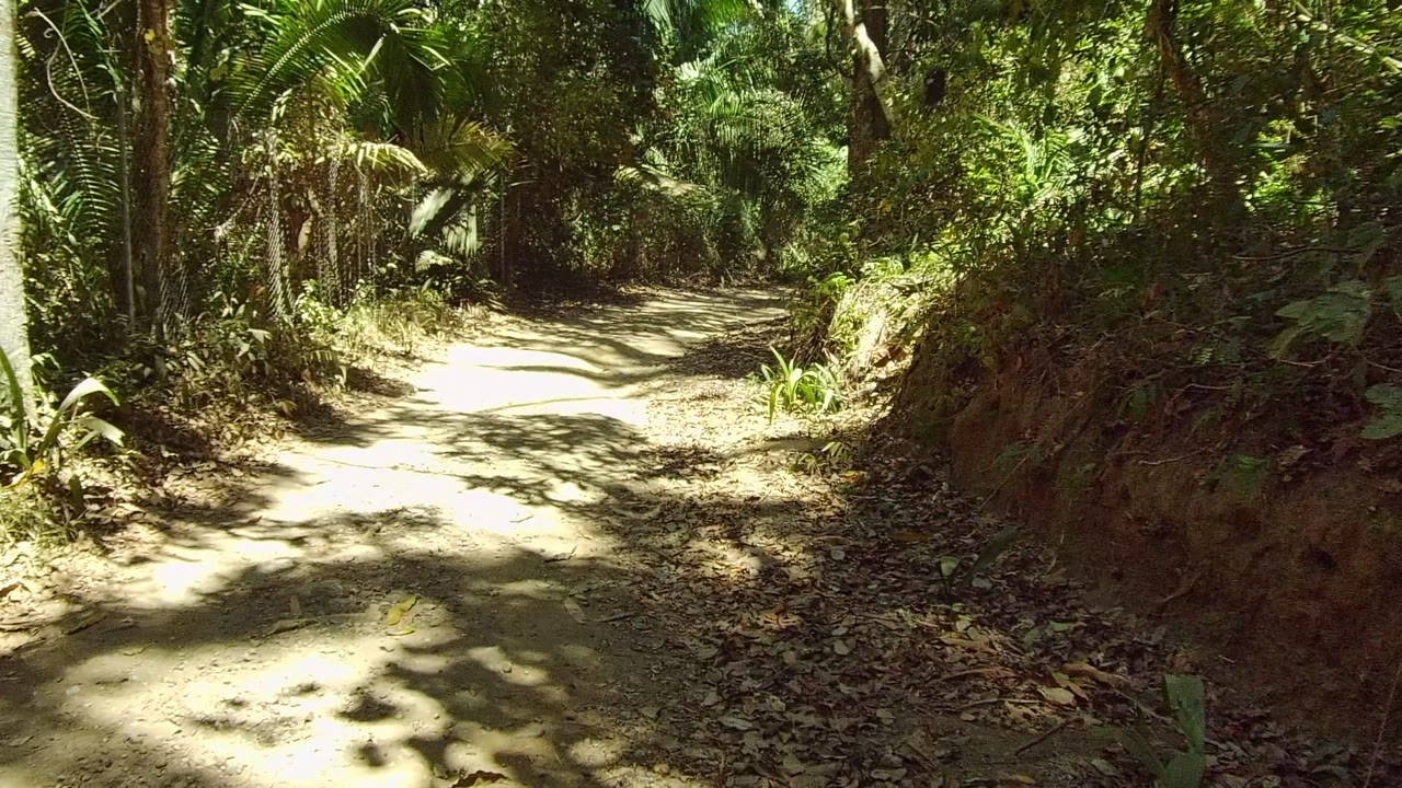 A dirt path in San Pancho, Nayarit, Mexico curves into dense green forest, with bright sun patches on the ground and no visible people.