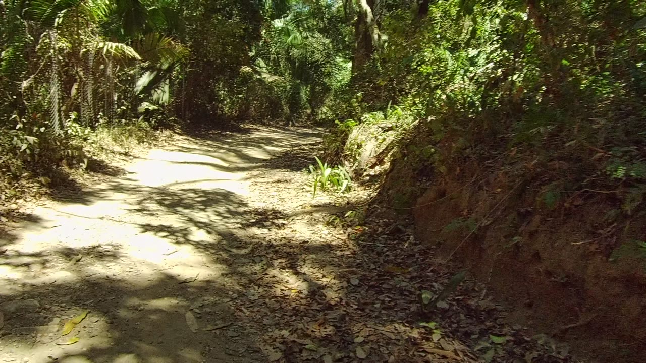 Forest trail bordered by palms and leafy vegetation.