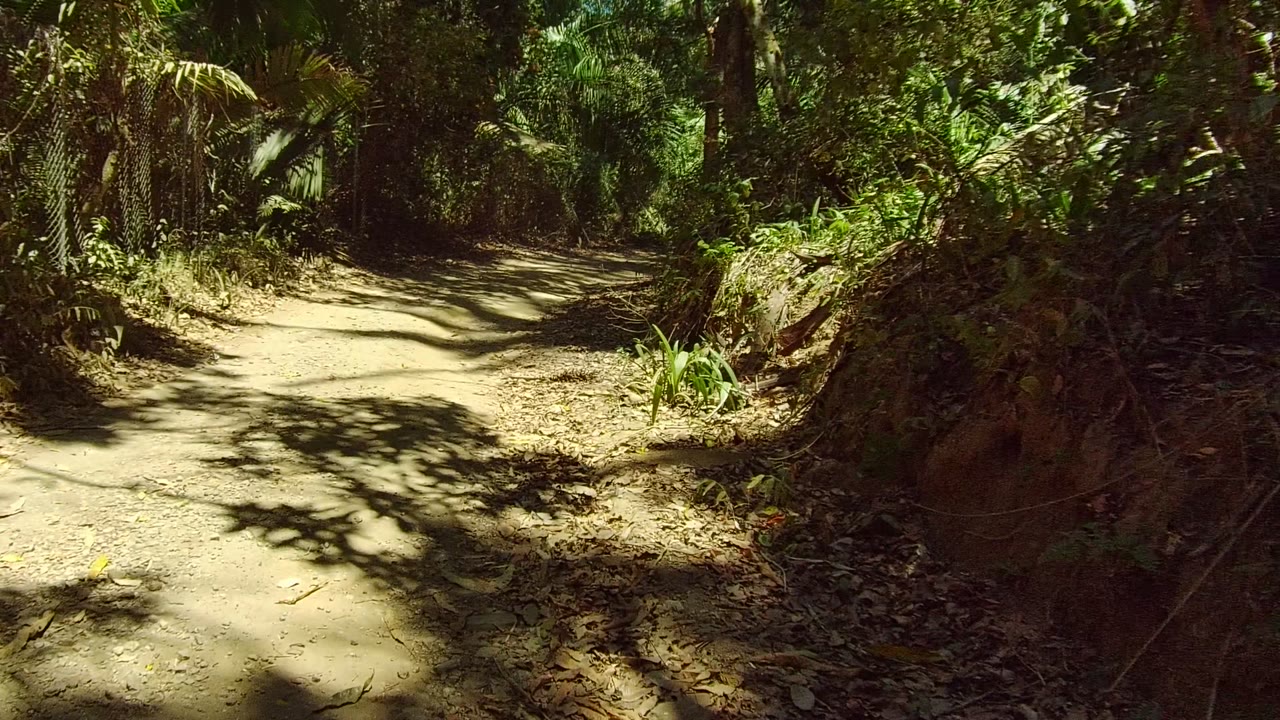 A curving dirt path in San Pancho sits under stronger tree shadows, with dense foliage on both sides and no visible people.