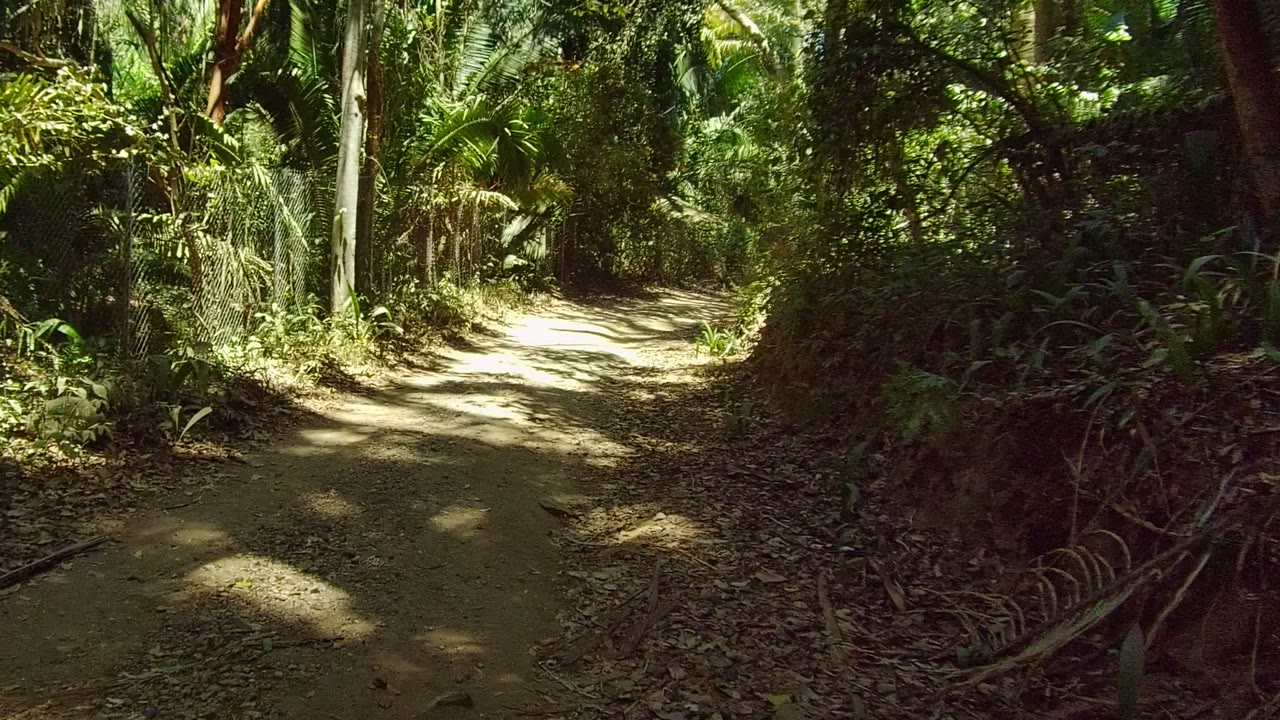 Shaded dirt trail bordered by tropical plants and fence mesh