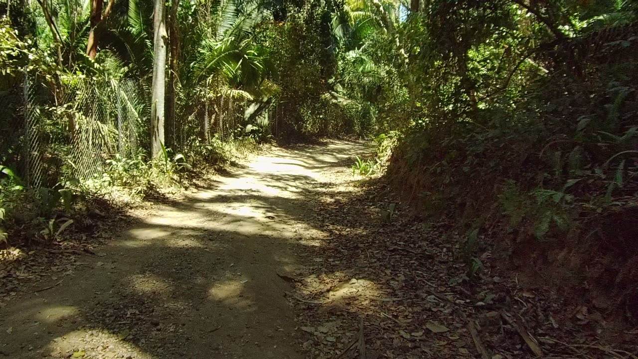 Forest path in San Pancho, Nayarit, Mexico, with bright dappled sunlight on the dirt, dense greenery on both sides, and no visible people.