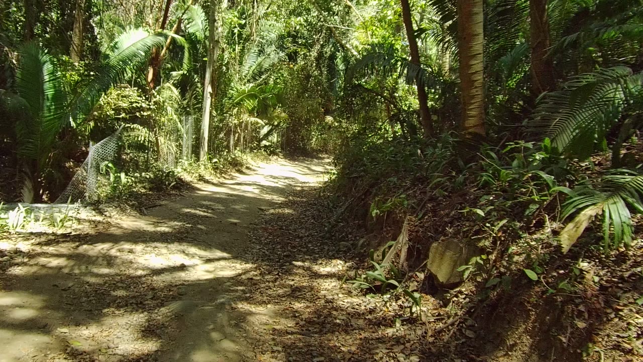 An empty dirt path in San Pancho runs between dense forest plants and tall tree trunks, with no visible people in this frame.