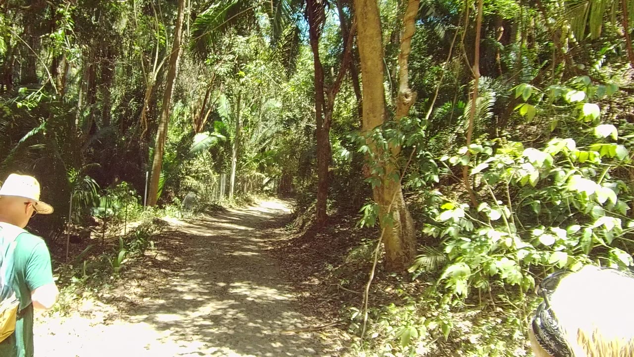 In San Pancho, Nayarit, a hat-wearing hiker is partly visible at the left edge as a dirt forest path leads through tall trees and green foliage.