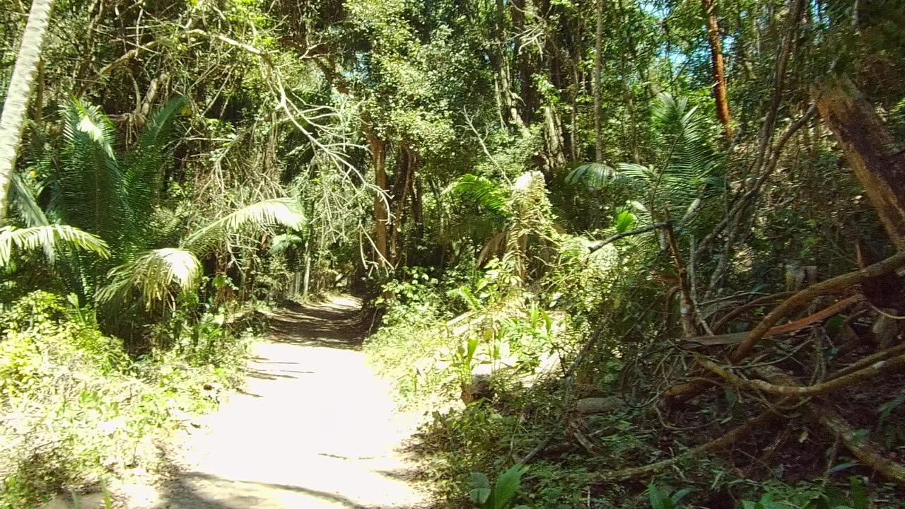 A bright dirt trail in San Pancho, Nayarit passes through dense palms, vines, and trees, with no visible people at the opening moment.