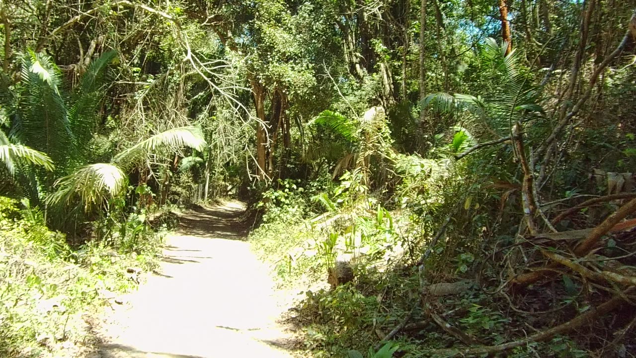 Forest path bordered by palms, vines, and fallen branches with no visible people.
