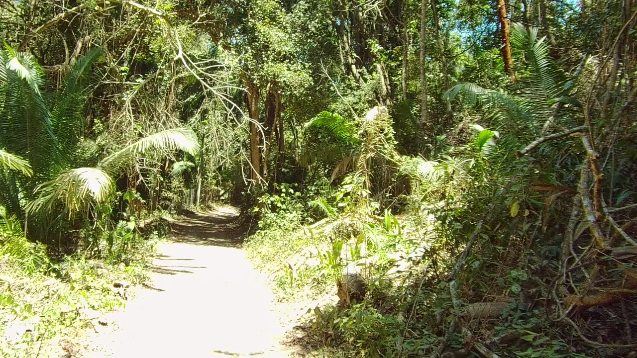 A forward view down the San Pancho dirt path shows layered green plants, slim tree trunks, and strong dappled sunlight, with no visible people.