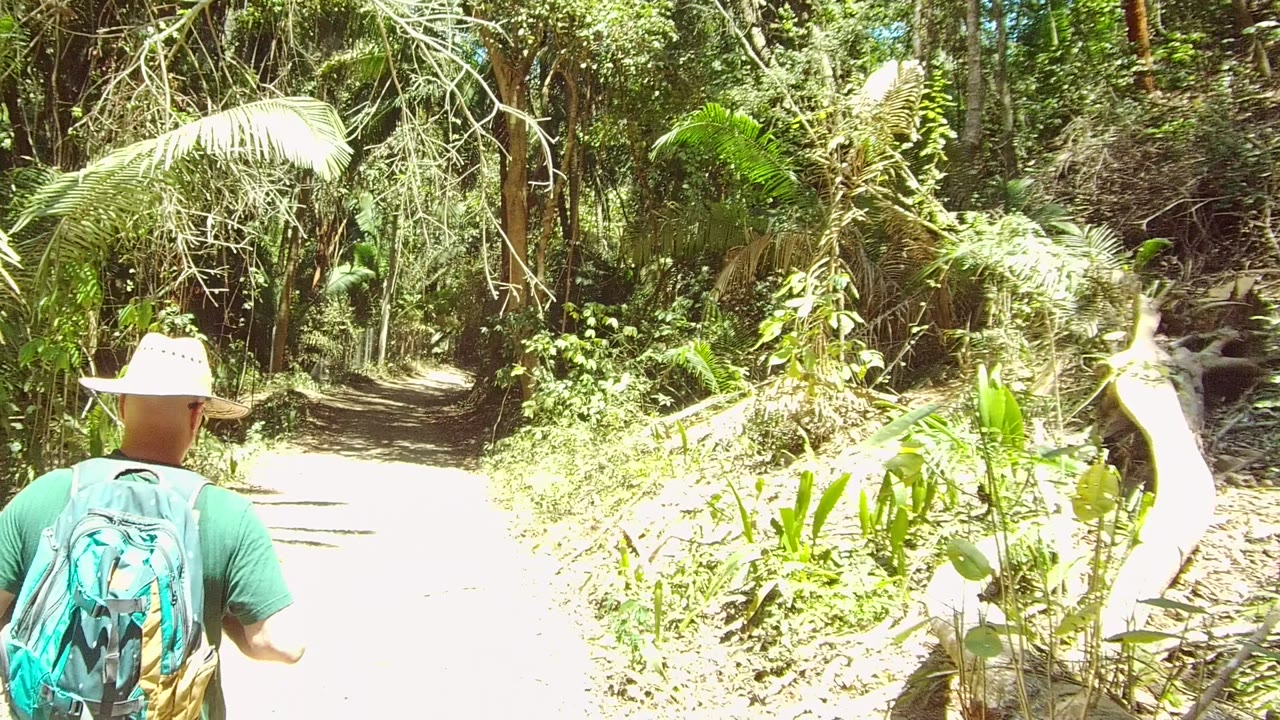 Backpacked hiker centered on a narrow forest trail.