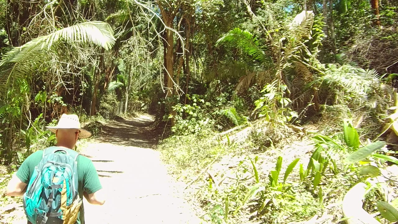 The San Pancho trail fills the frame with dense palms, ferns, and tree cover, while only a small part of the hiker appears near the right edge.