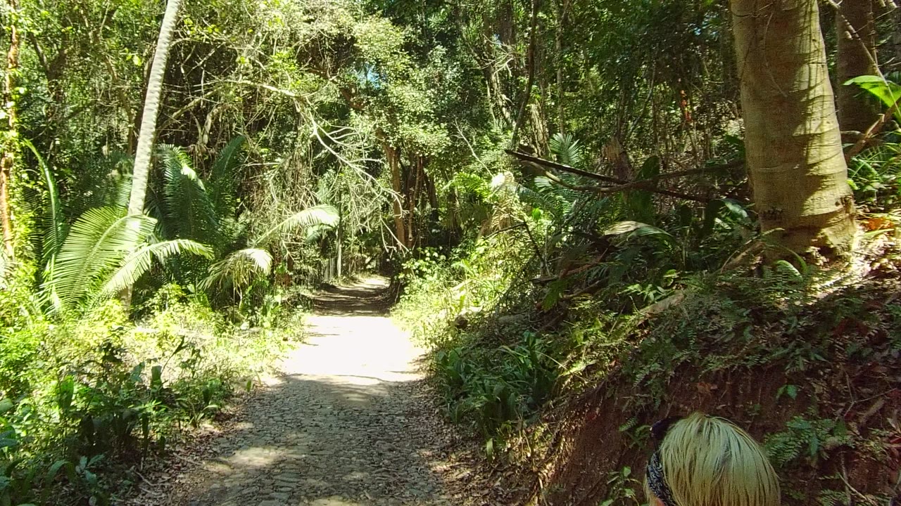 San Pancho, Nayarit forest trail at the start of the clip, with a bright dirt path centered between dense green plants and no visible faces.