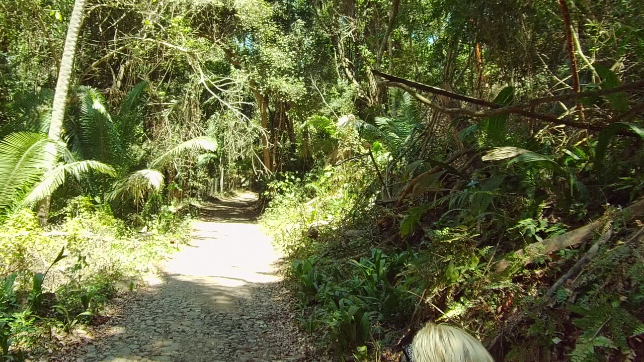 San Pancho, Nayarit forest path with the trail curving slightly through thick undergrowth, tall trunks, bright foliage, and no recognizable people.