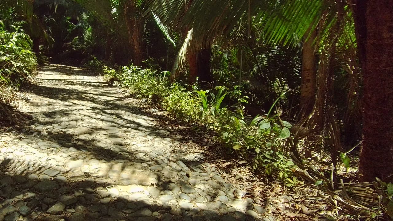 Stone path curving through dense palm vegetation in San Pancho, Nayarit, Mexico, with dappled sunlight and no visible people.