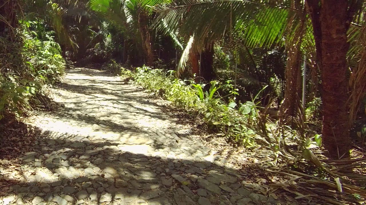 Sunlit stone trail bordered by palm leaves and forest plants.