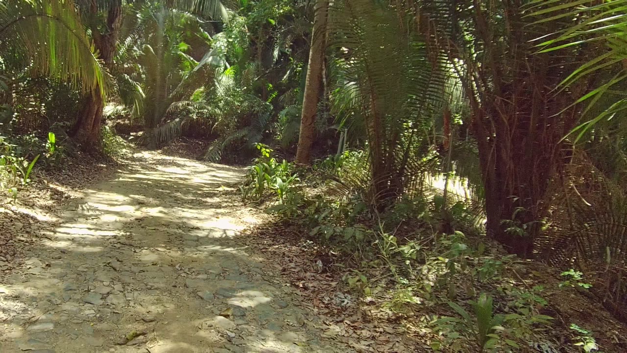 Start of a San Pancho, Nayarit dirt trail bordered by dense palms and tropical plants, with dappled sunlight on the pale ground and no visible people.